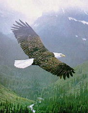eagle